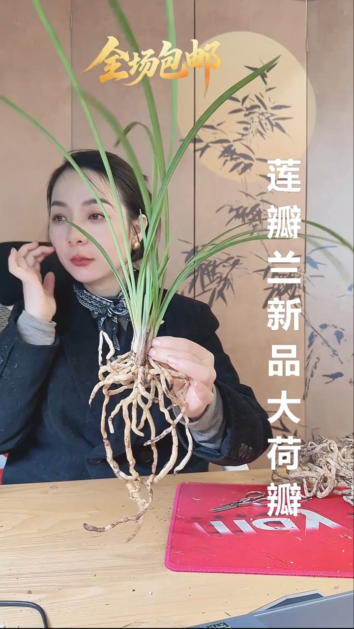 当前无花栽培后可以开花：荷瓣
