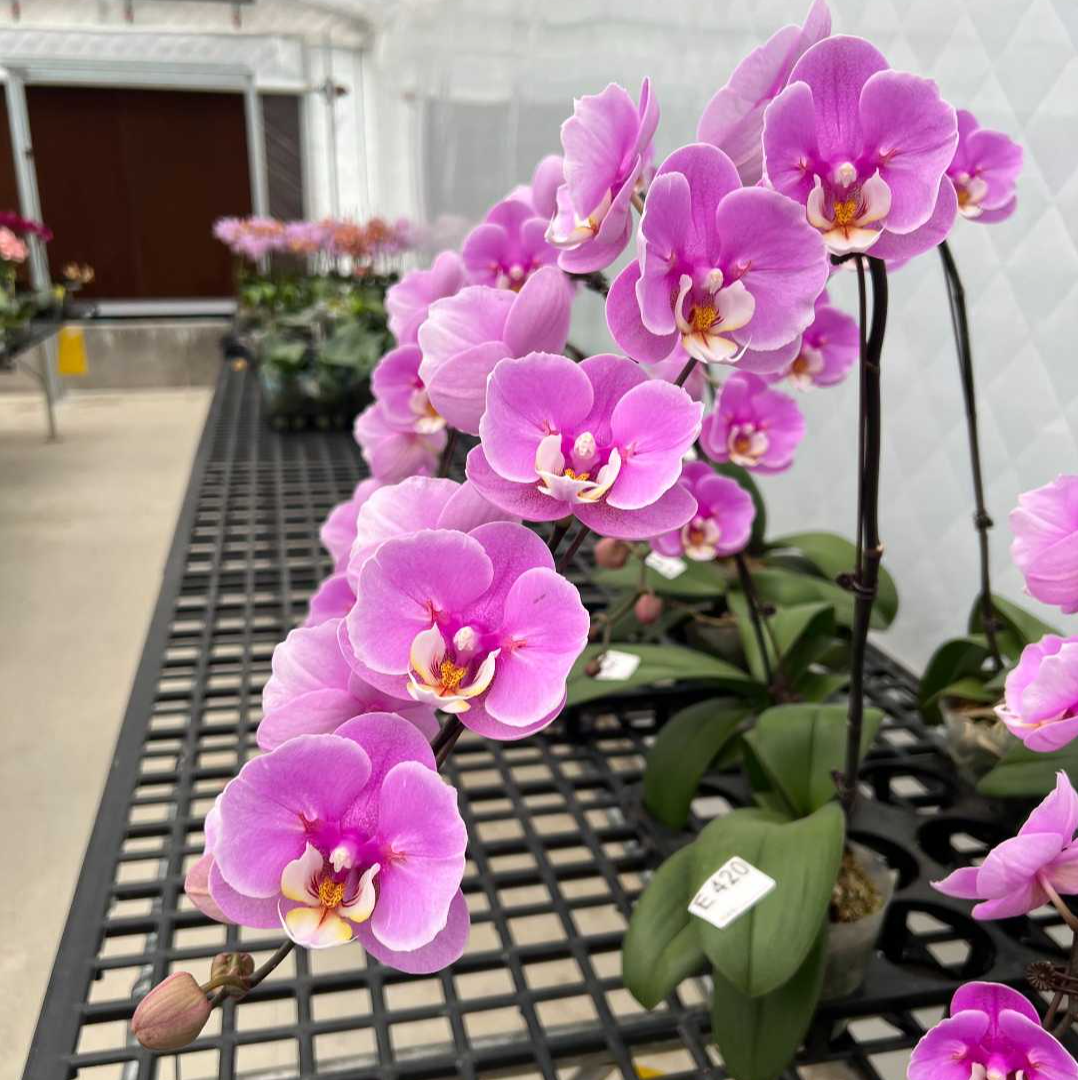 【微瑕】2.8寸蕾丝安娜  刚换杯没根会返租