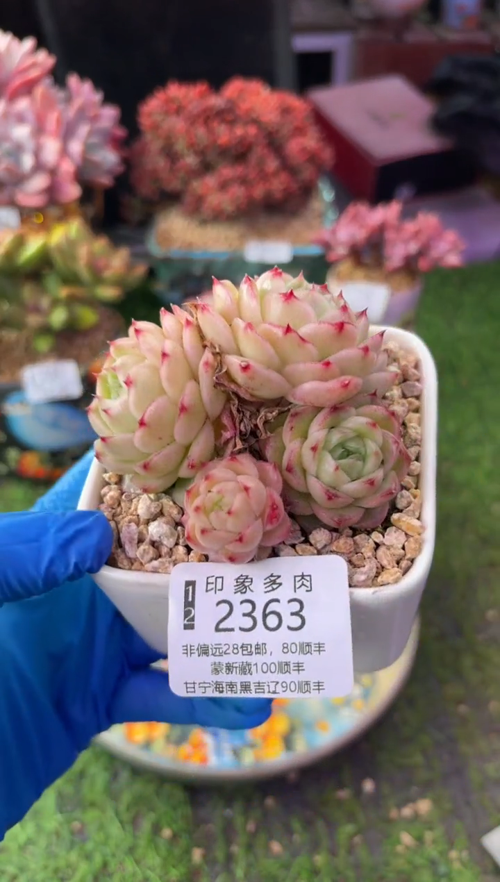 昆明印象多肉2363