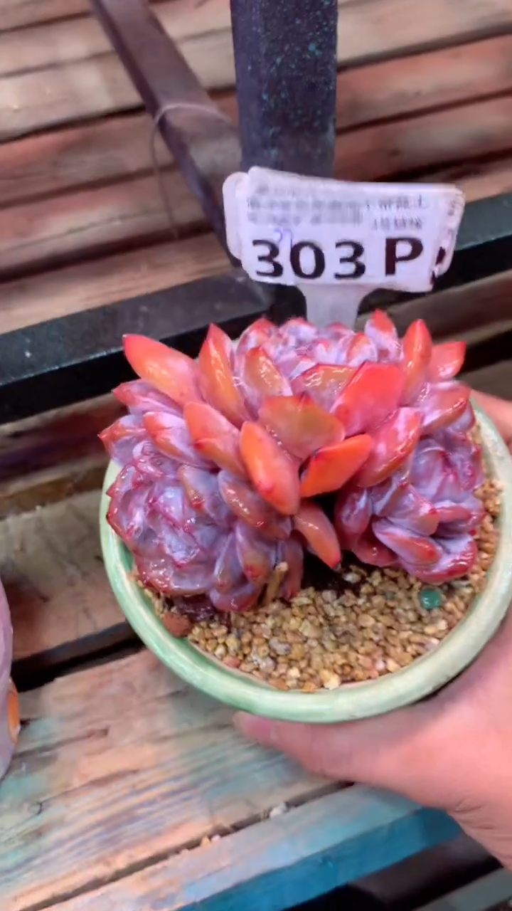 303P（一物一拍，精品多肉，所见即所得 ）