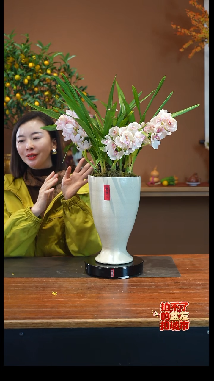 全部花朵小仙女白盆盆景