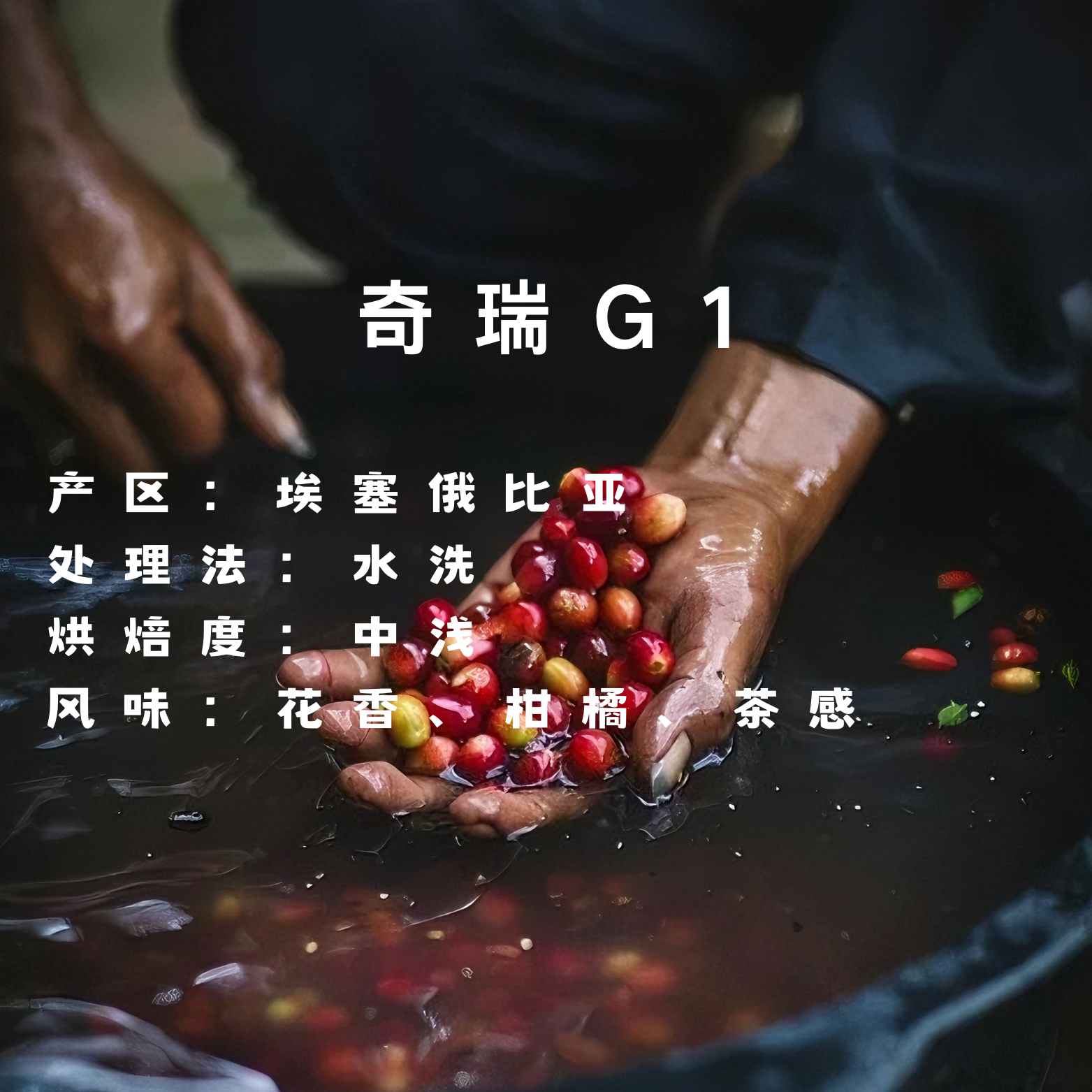 埃塞奇瑞G1精品阿拉比卡原生种