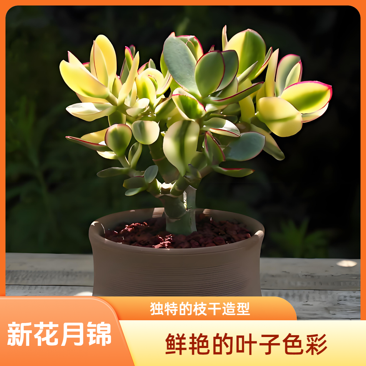 【新花月锦】多肉植物老桩多头群生绿植花卉盆栽地栽净化空气反辐射