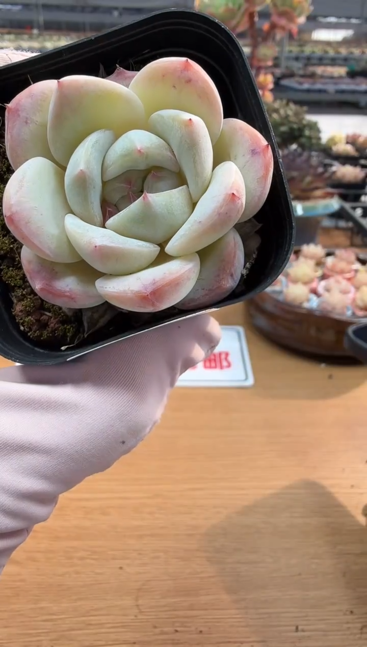 东云多肉园二店-213