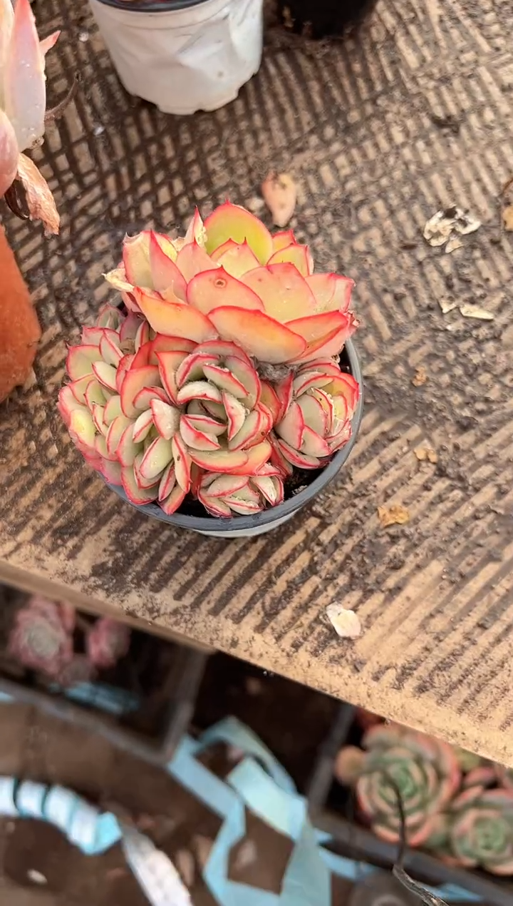 正*意多肉植物一物一拍16284