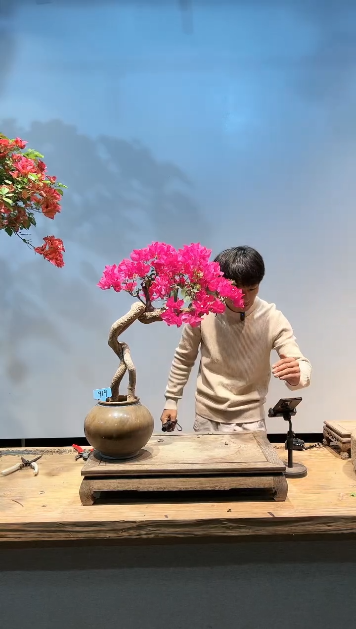 三角梅专场一物一拍19