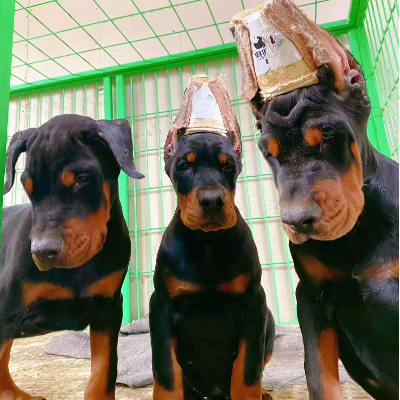 牛牛杜宾宠物狗狗快乐小狗高级宠物伴侣犬大型犬宠物看家护院陪伴