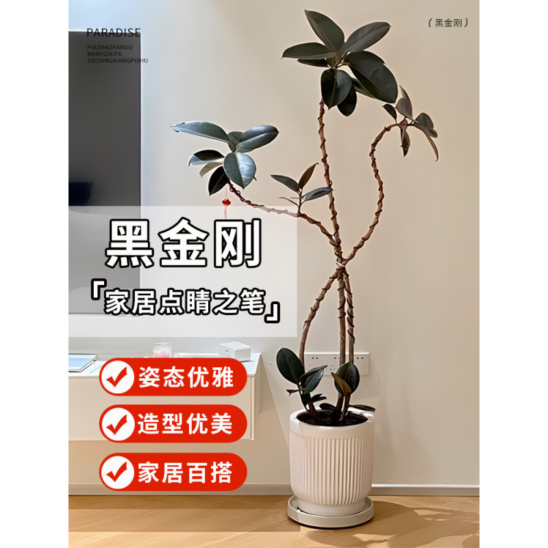 网红黑金刚橡皮树盆栽室内家庭客厅净化空气好养观叶植物