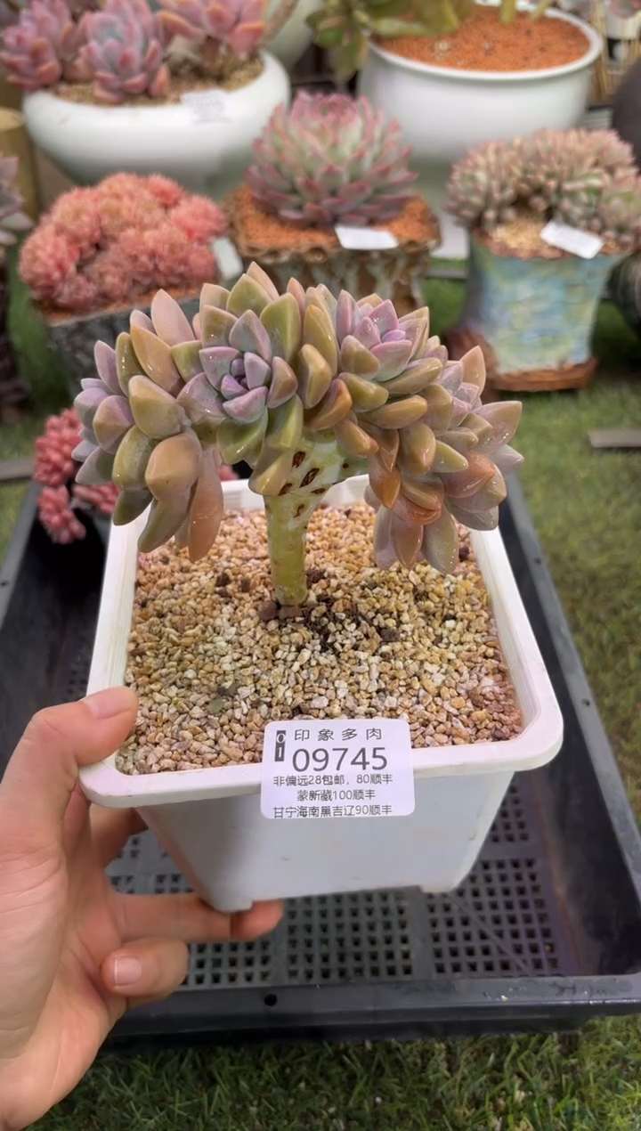 【闪购商品】09745