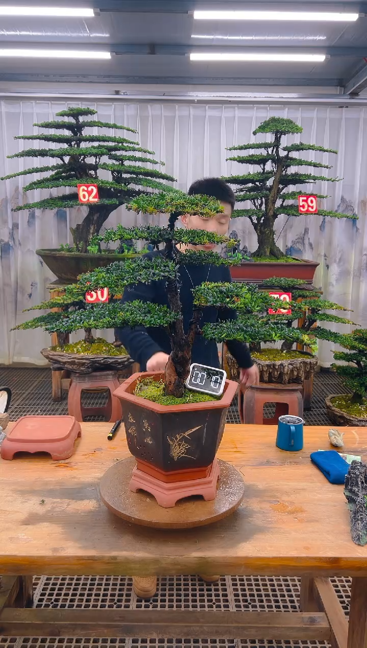 无花朵精品盆景直播间一物一拍