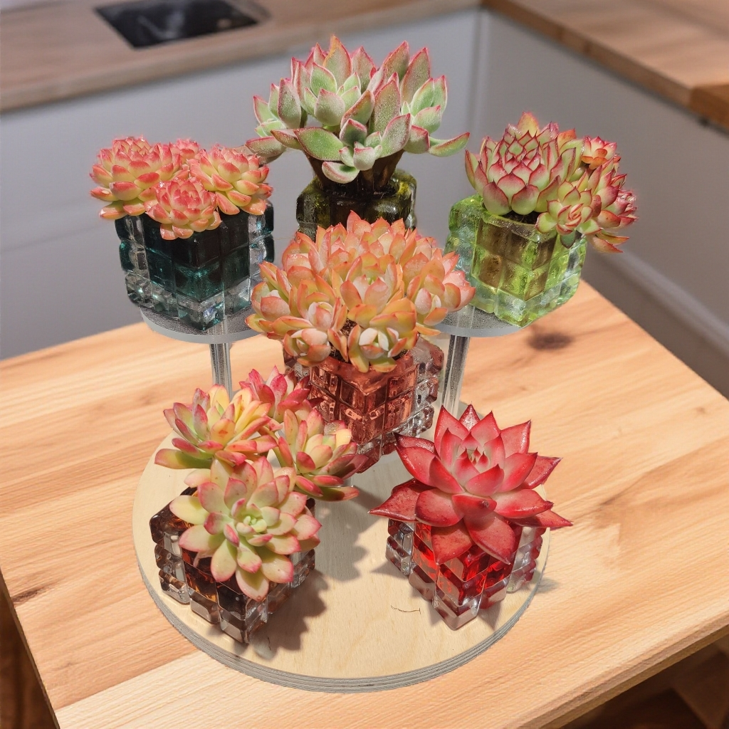 【③号】花园套装--无土多肉套装（6颗多肉/冠幅4-6cm起/不含展示架）