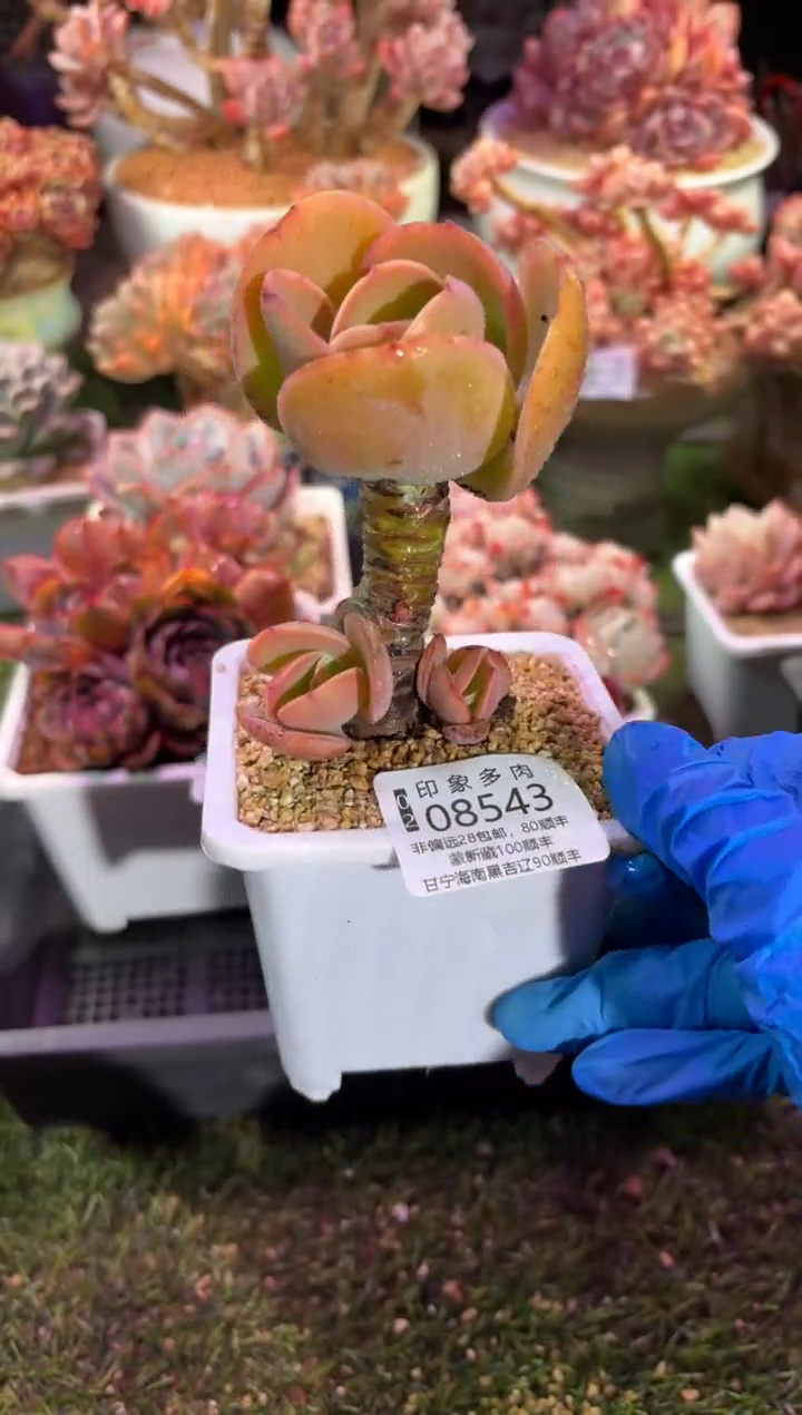 【闪购商品】08543