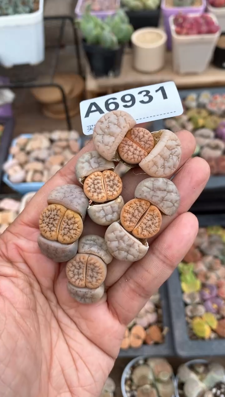 【闪购商品】6931直播一物一拍