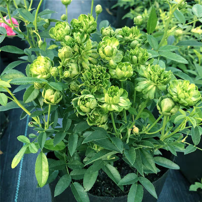 绿鄂月季扦多头勤花爆花好养易活绿植盆栽花卉