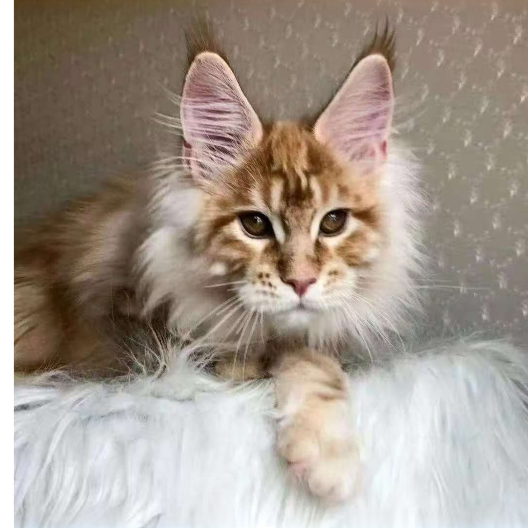 佰元缅因新年活动参与资格专拍链接