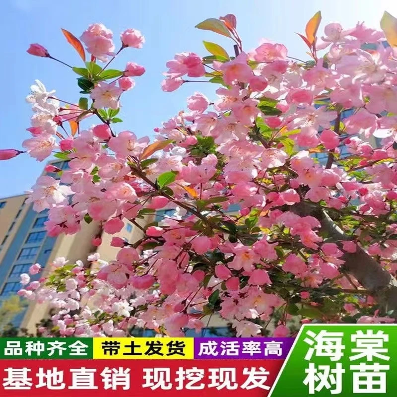 【直播选货】高杆海棠树苗西府垂丝北美日本海棠树苗庭院别墅