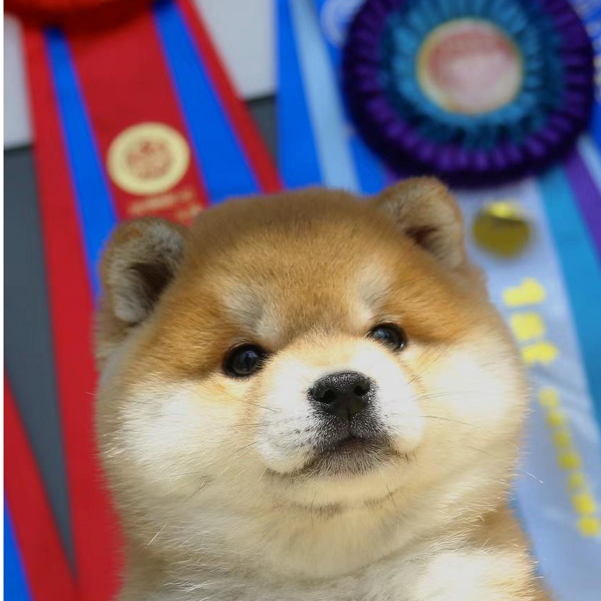 【骞鹤犬业】柴犬幼犬活体家庭陪伴犬标体小体豆柴柴犬幼犬出售