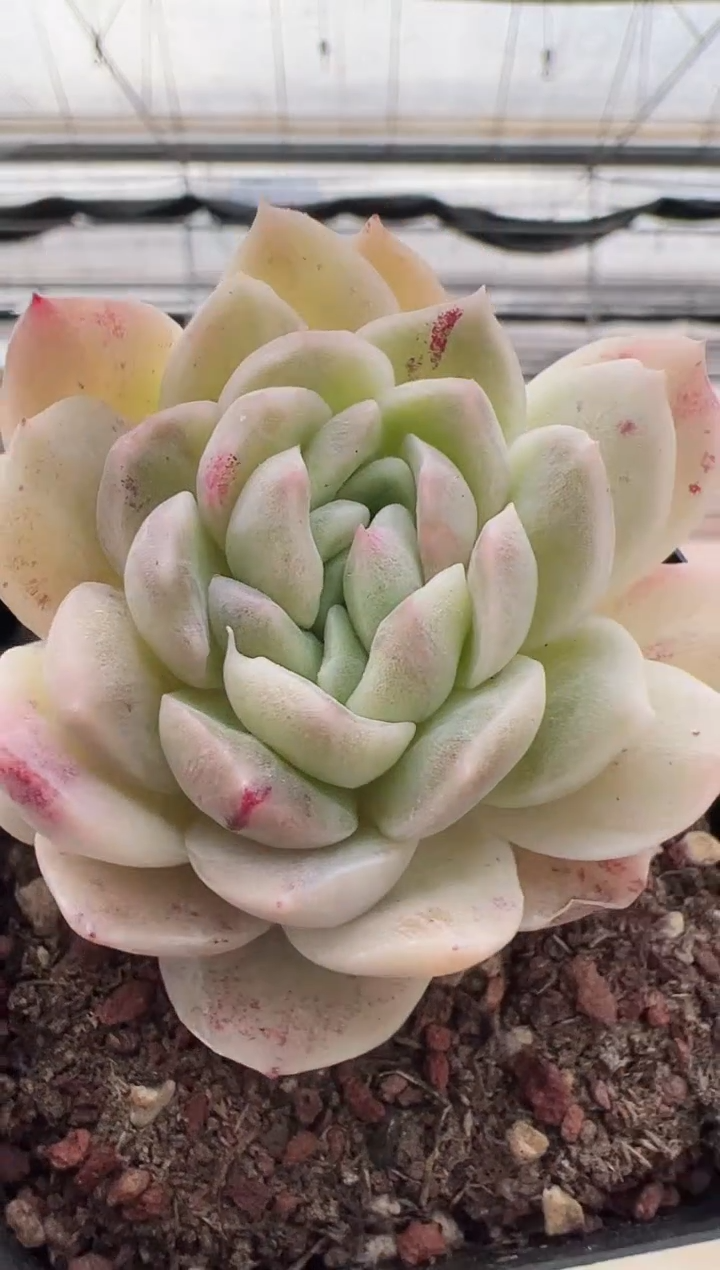 【闪购商品】新款多肉-09