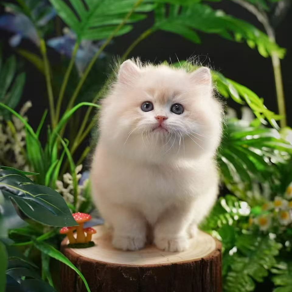 【肉丝甜美猫咪】金渐层蓝金紫金起司曼基康拿破仑