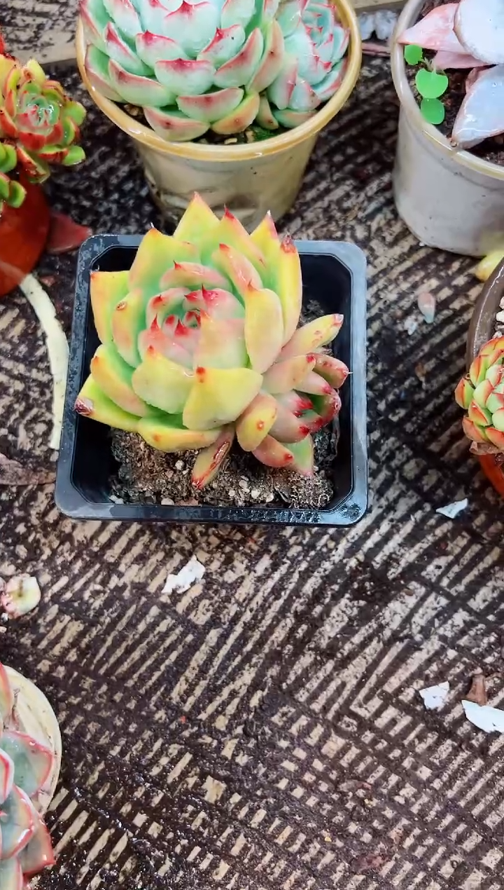 那**芳多肉植物一一物一拍15216