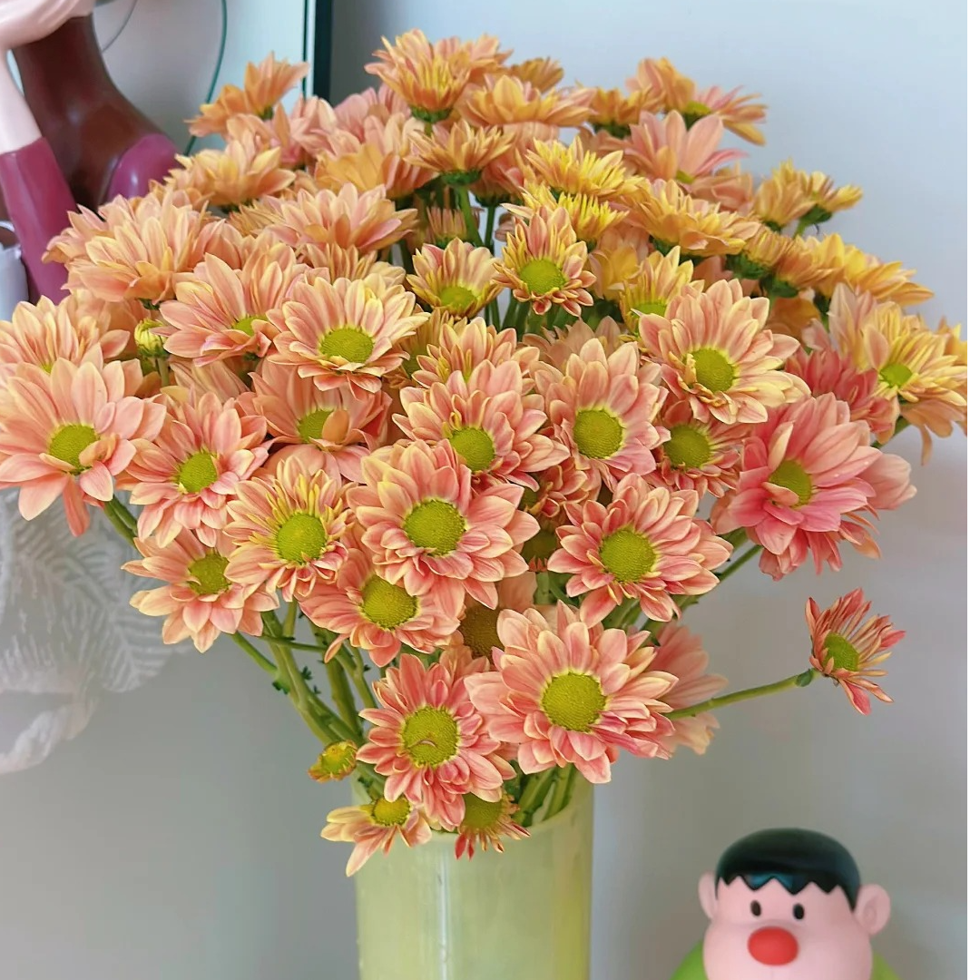 【我种花】三文鱼小菊基地优选精品多种颜色云南顺丰包邮水养鲜切花