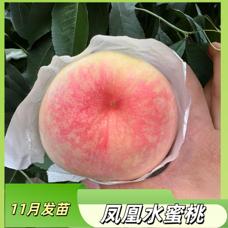 凤凰水蜜桃嫁接苗，裸根苗