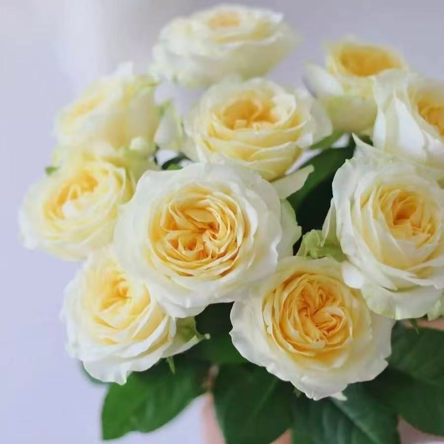 YZ【奶油杯单头玫瑰10支】全场任意满两单鲜花升级快递