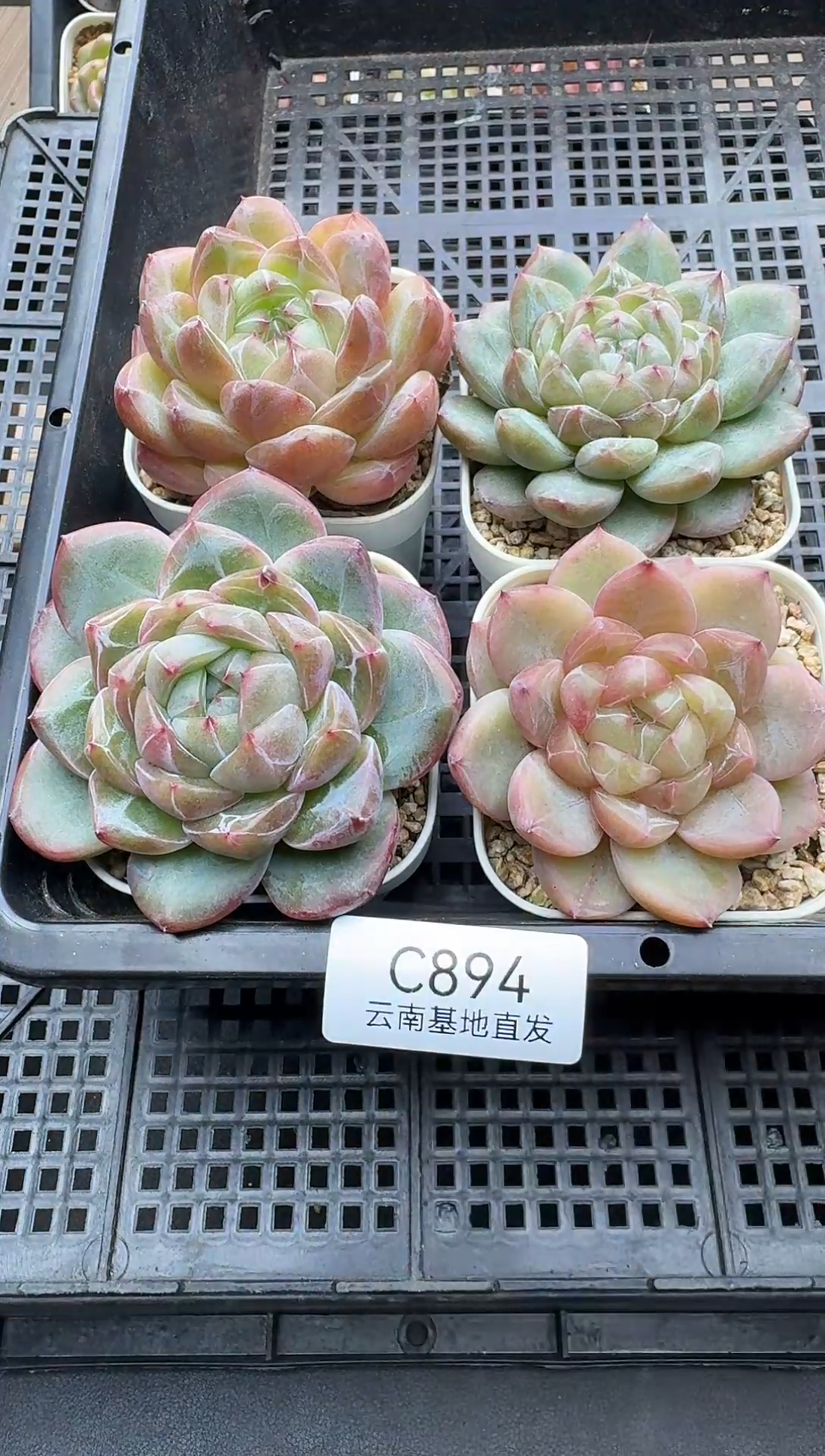 珍妮杂交多肉C894