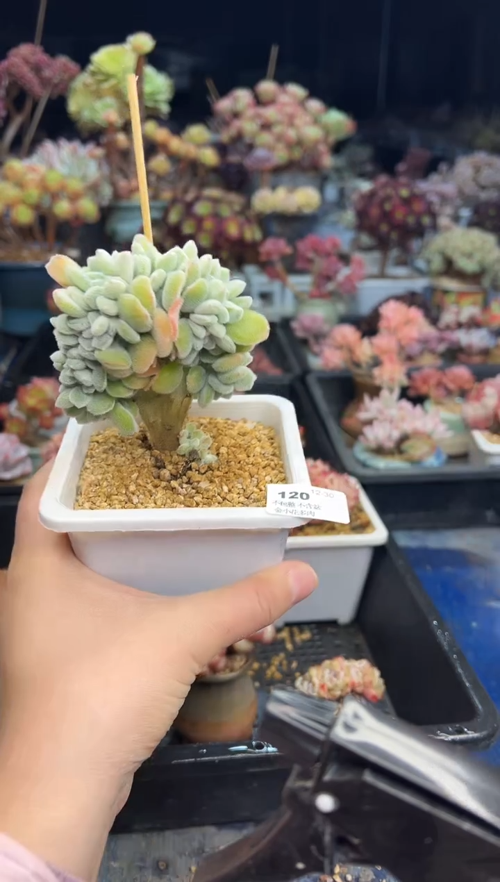 【闪购商品】120不带盆