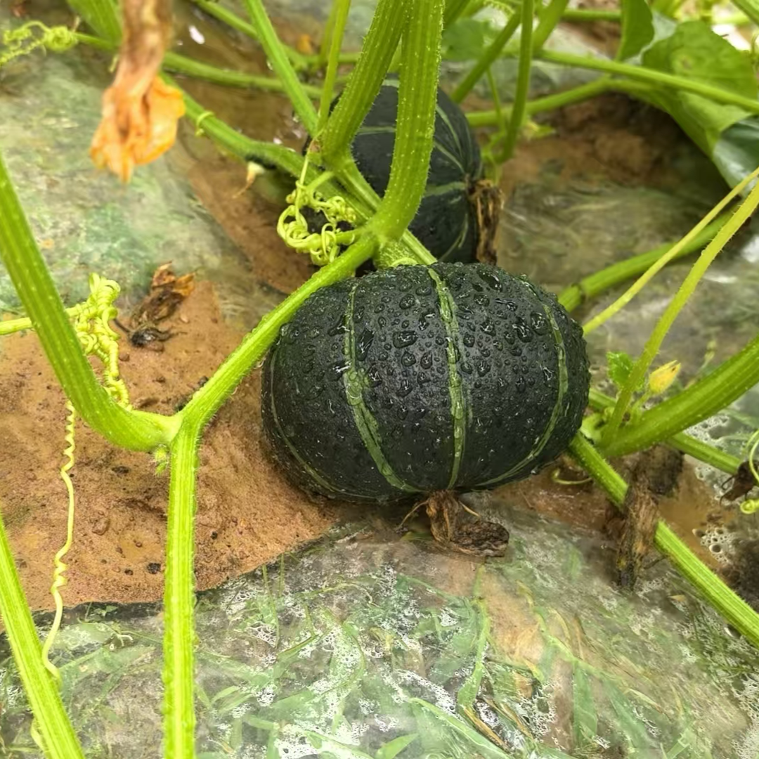 南京高淳花山村老乡自种贝贝南瓜现拍现摘粉糯