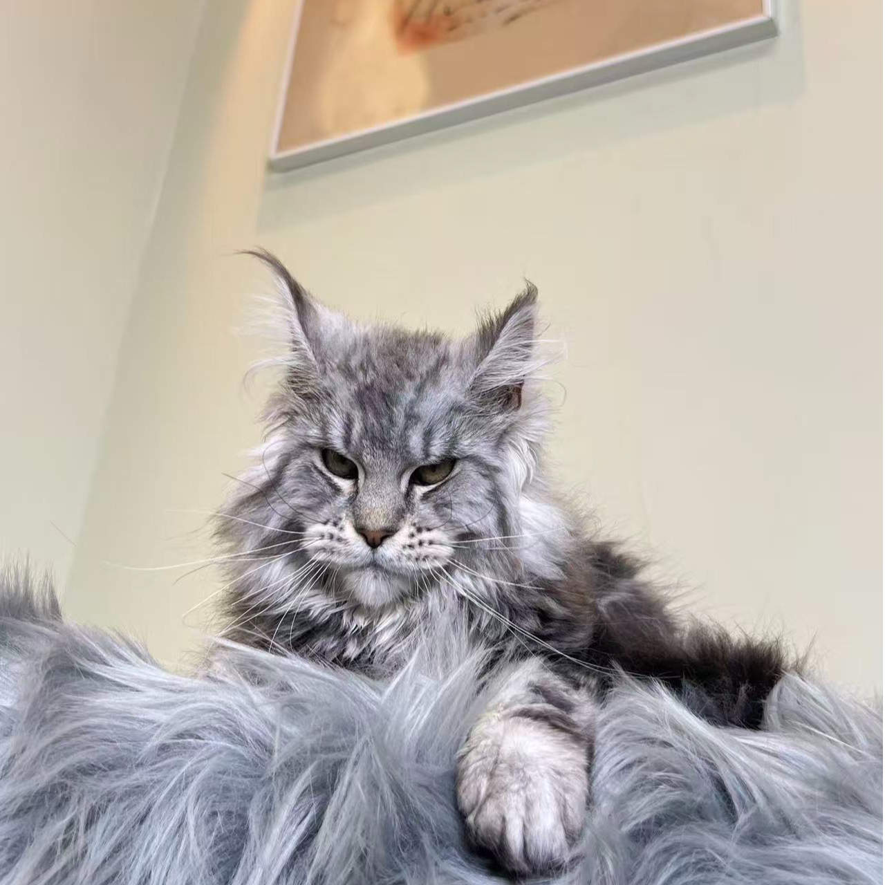 深圳 老王家缅因猫（全色系缅因现货发售）