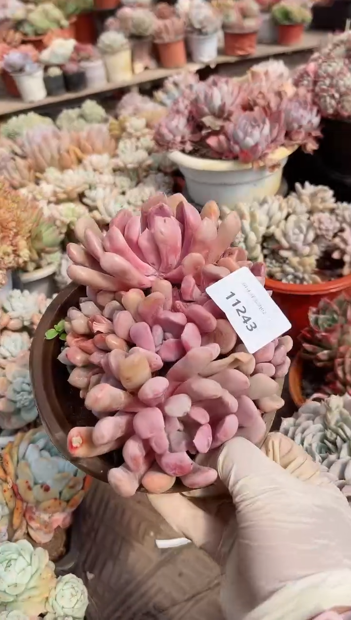 【闪购商品】11243