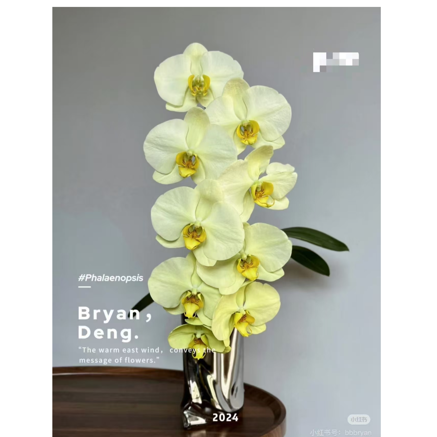 带1个花剑 【达尔文】蝴蝶兰 3.0杯