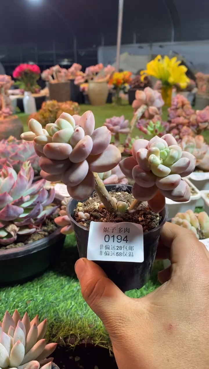 【闪购商品】樱花粉洛神0194aaaa