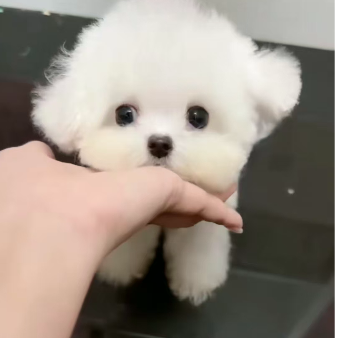 【悦悦博美茶杯犬】T狗狗活体