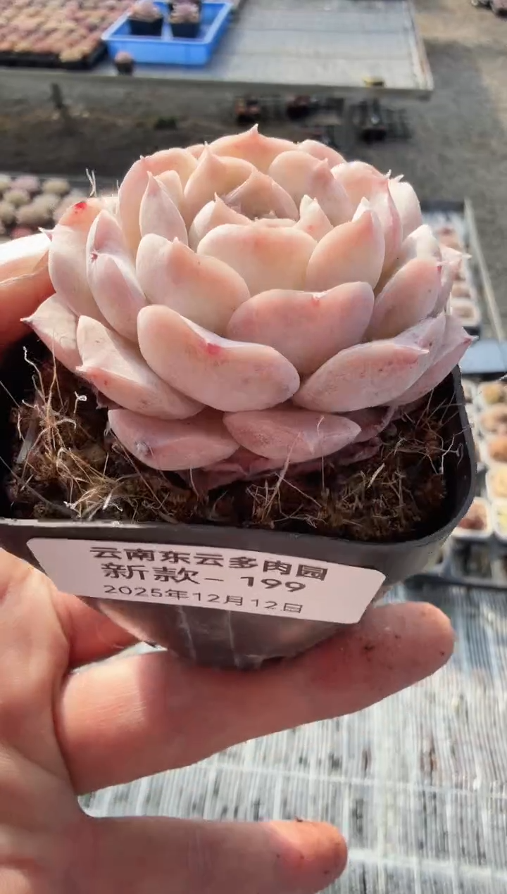 东云多肉园新款-199