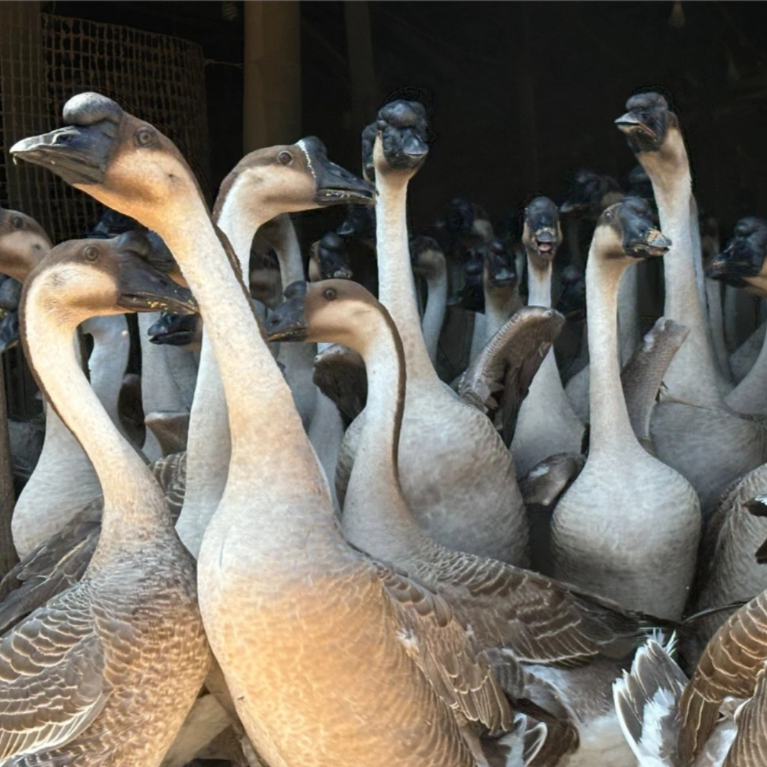 散养黑鬃鹅活体宠物鹅包邮13只