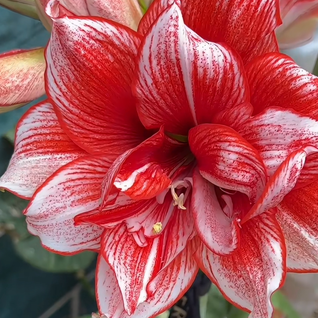 【鬼魅】朱顶红重瓣大花种球室内外花卉盆栽好养