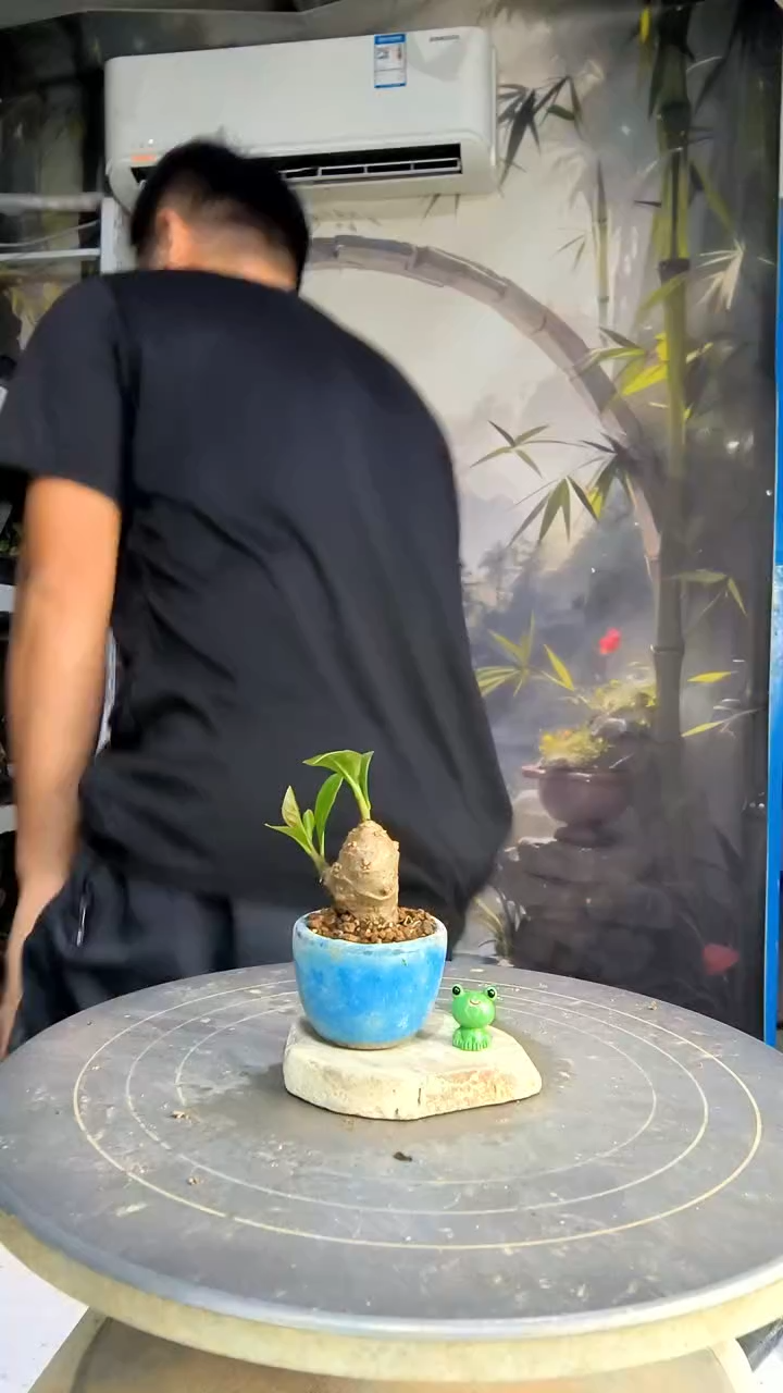 k***g中青园艺一物一拍171
