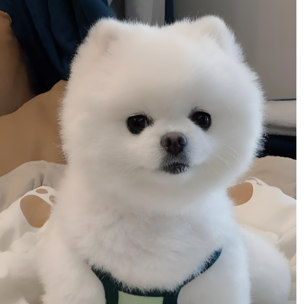 博美犬宠物狗活体售卖