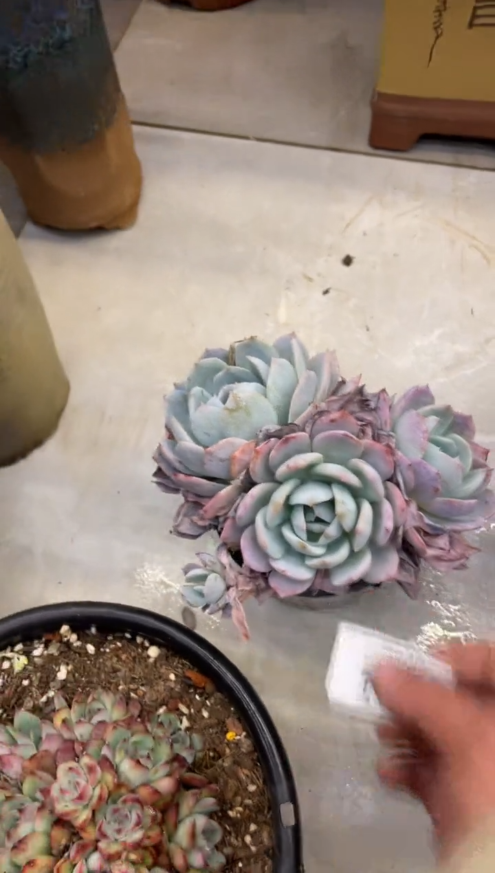 【闪购商品】104甜心