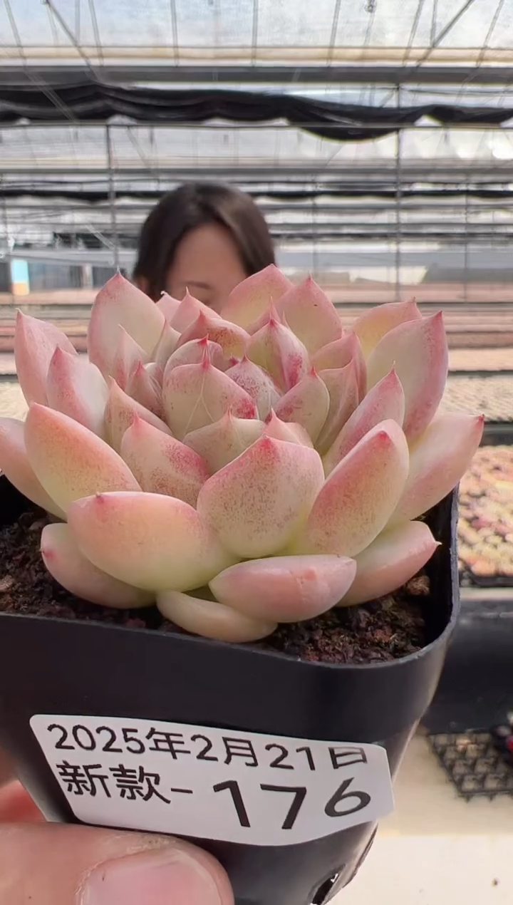 【闪购商品】新款多肉-176