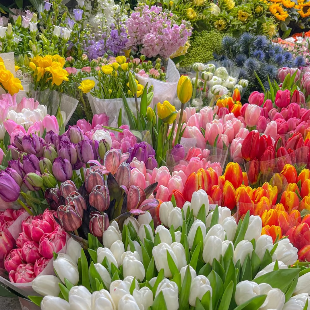 【勇哥的花园】高品质郁金香鲜花基地直发水培鲜切花家庭插花手捧花