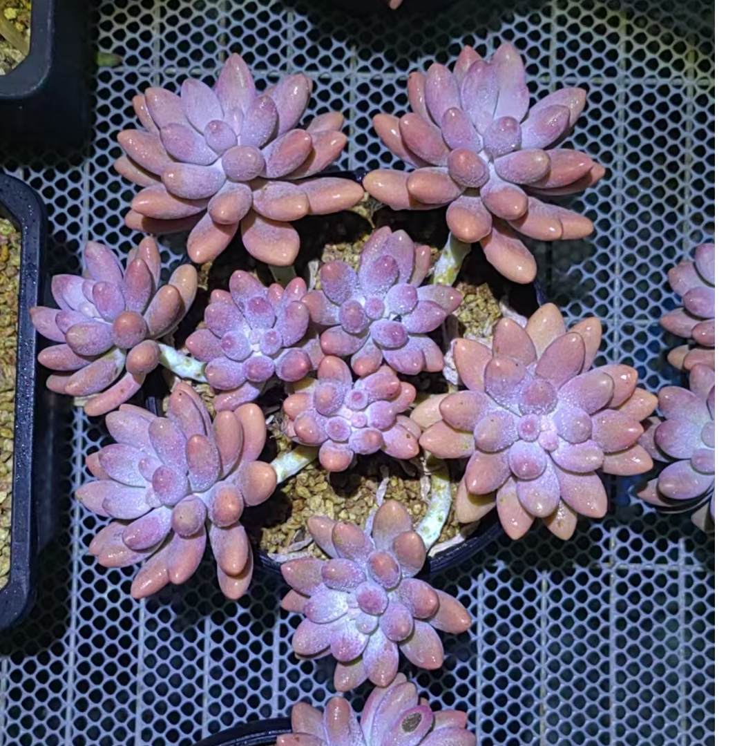 【新疆特价多肉】粉色恋人/整群无砍/全状态/18cm塑料盆【一单包邮】