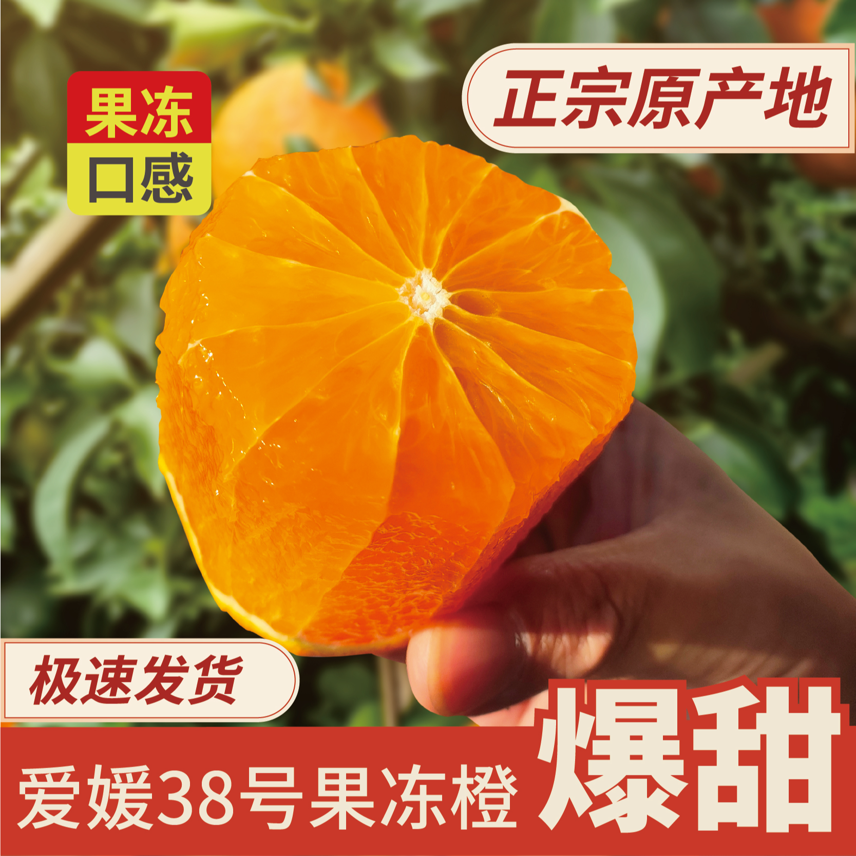 精品高货-正宗四川爱媛38号果冻橙新鲜当季水果细嫩多汁爆汁甜