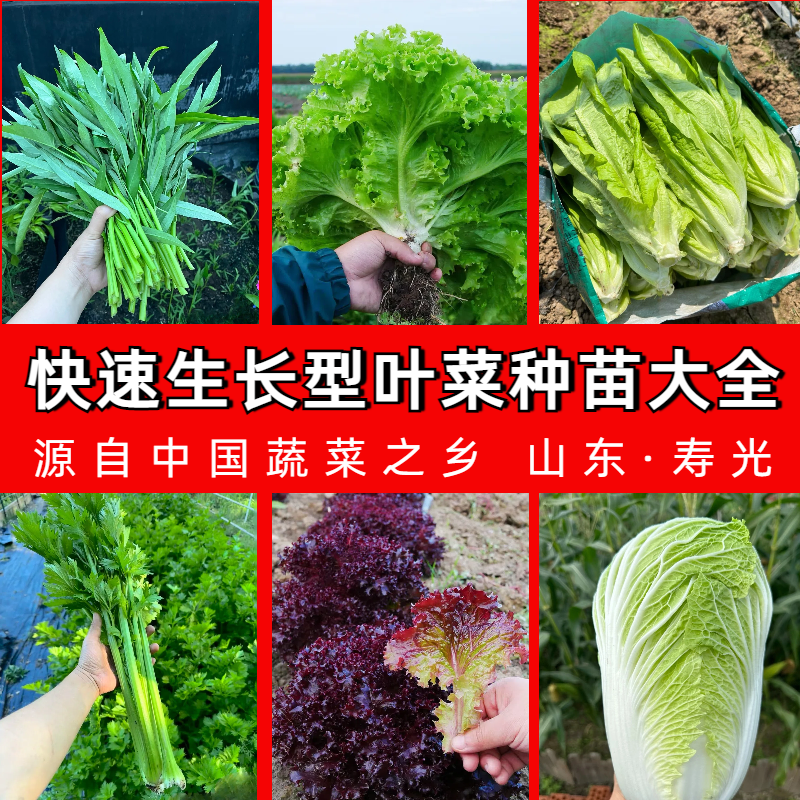 叶菜类快速生长型蔬菜种苗大全 四季蔬菜苗大全