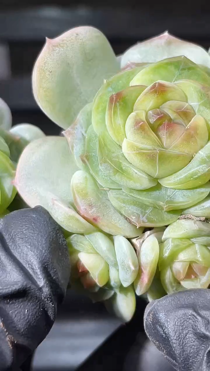 29-43 新珍妮3-4厘米不包整散量拍发一颗