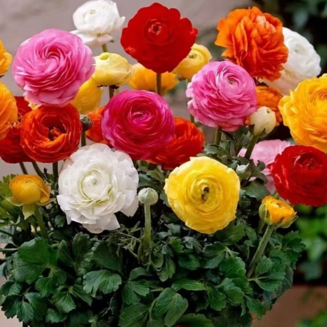 【李先生】两盆！芹叶牡丹室内好养好看花卉盆栽