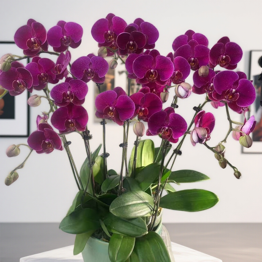 02【圣诞红】蝴蝶兰带花苞基地直发.室内花.花期长.年花