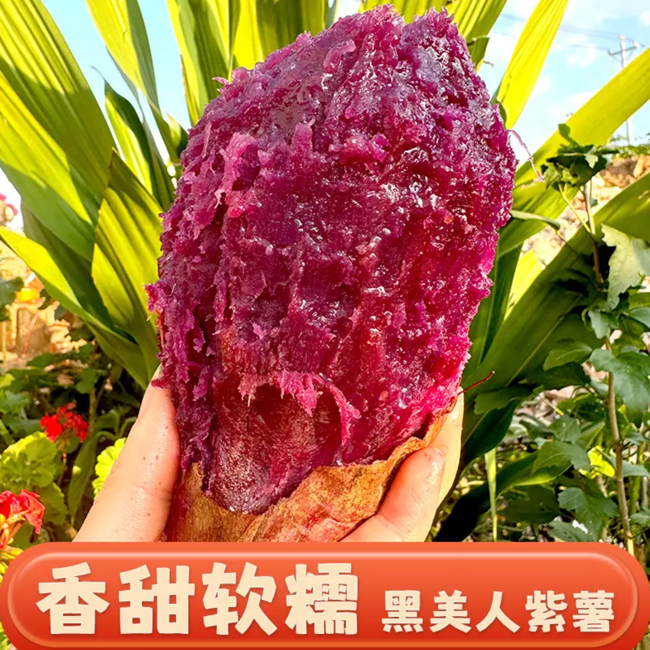 【送菌汤包+礼盒装】云南高山黑美人紫薯现挖现发甜糯粗粮糖心红薯